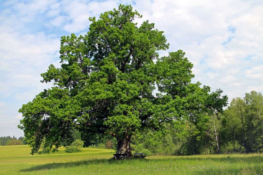 national-tree-of-Germany