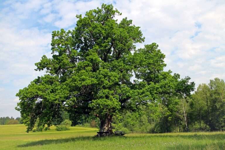 What is the national tree of Germany?